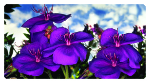 DSC700 025 Purple Roadsidea